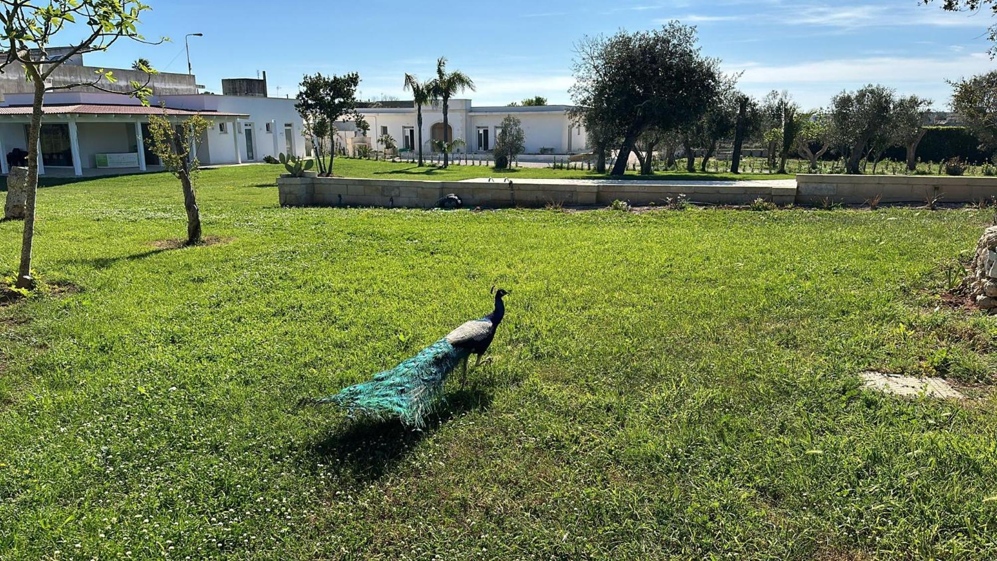 Tenuta Cursano Santa Cesarea Terme Eksteriør billede